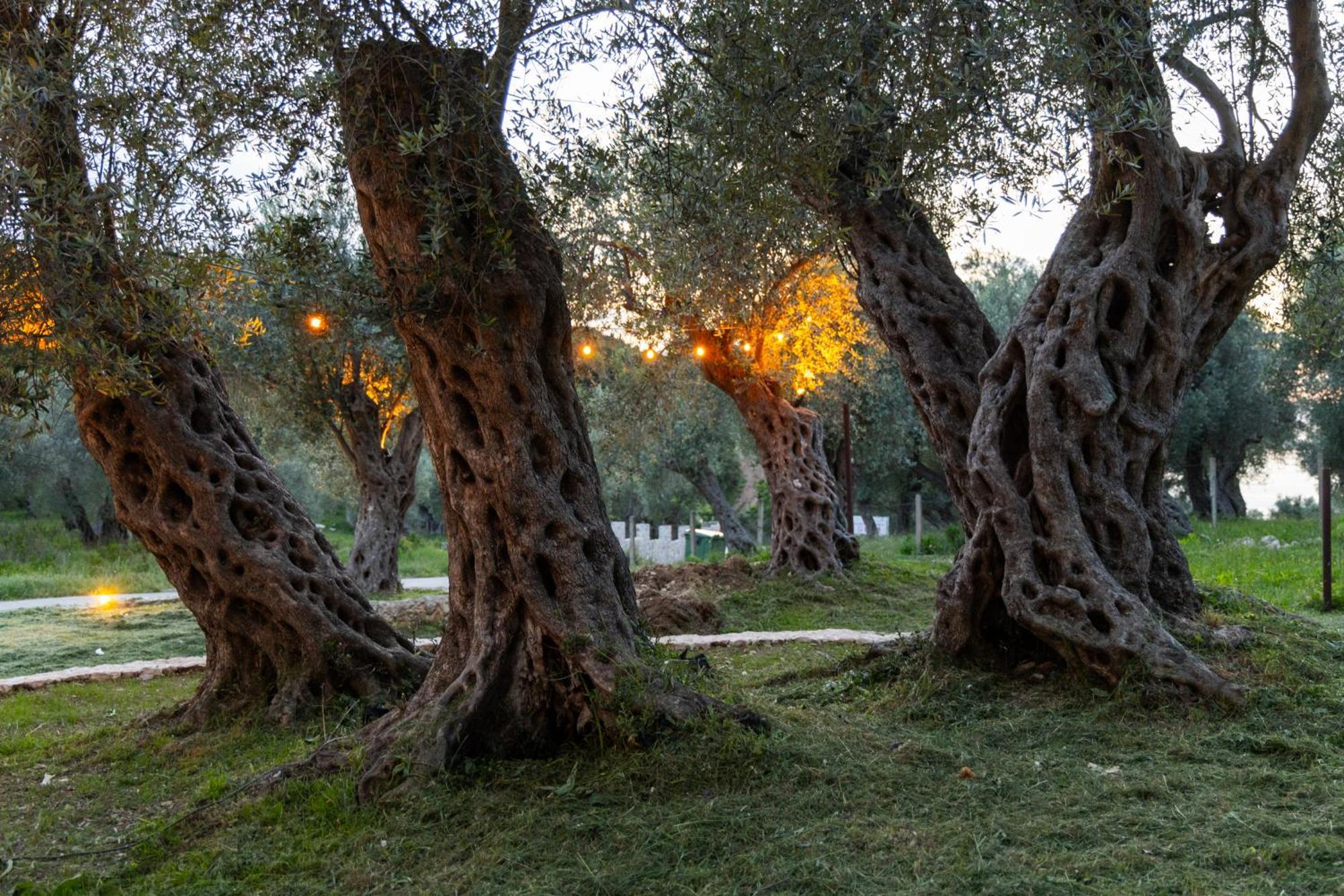 ホテル Mashtra - The Olive House ウルツィニ エクステリア 写真